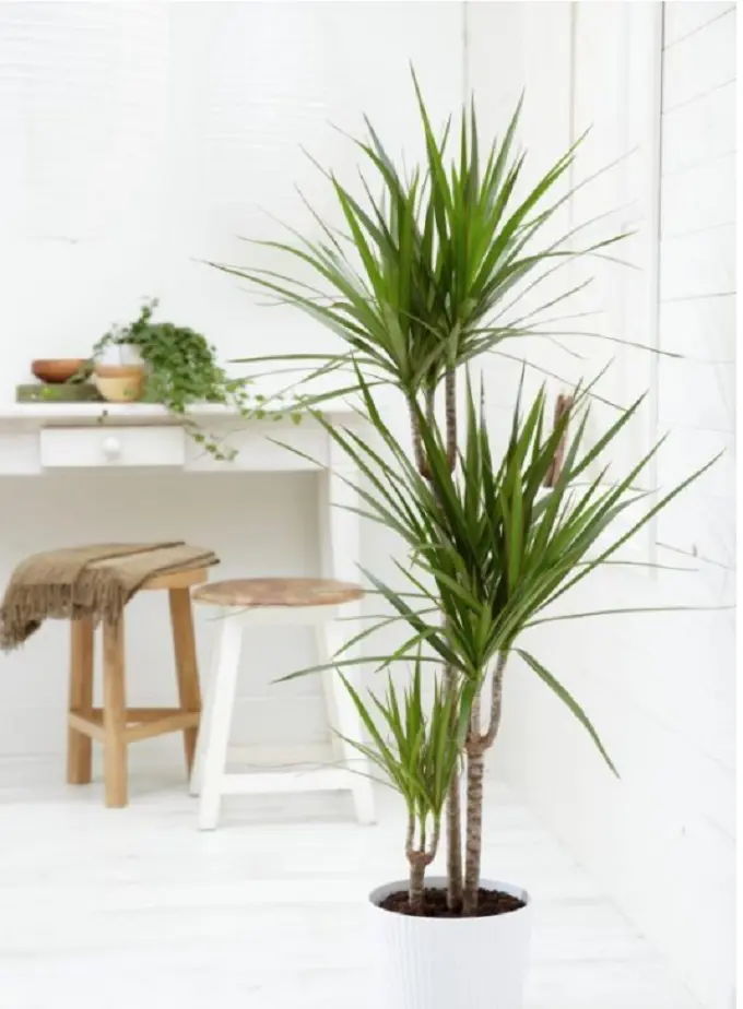 loại cây cảnh dễ trồng